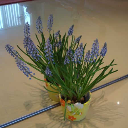 Muscari